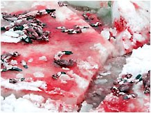 Don't buy while seals die. Boycott Canadian seafood